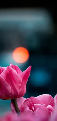 This gorgeous mobile live wallpaper features a close-up photo of a bunch of pink tulips at night