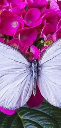 Immerse yourself in a world of serenity and wonder with this white butterfly live wallpaper