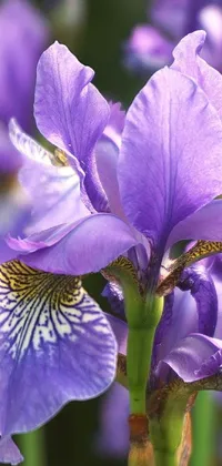This stunning live wallpaper depicts a highly-detailed close-up of a blue iris flower blooming gracefully in a lush field