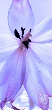 This phone live wallpaper showcases a stunning close-up of a white and purple tulip flower in a vase