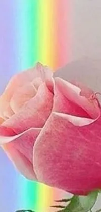 Adorn your phone screen with a stunning live wallpaper featuring a delicate pink rose set against a vibrant rainbow background
