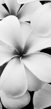 This phone wallpaper showcases a black and white photograph of plumeria flowers in close-up