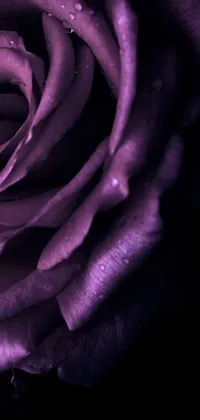 This live wallpaper showcases a beautiful purple rose with water droplets, depicted in digital art style