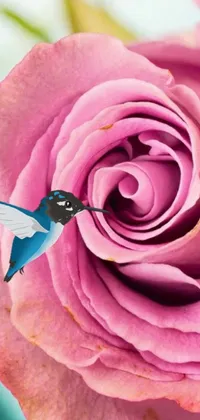 This stunning phone live wallpaper features a gorgeous digital rendering of a hummingbird resting on top of a pink rose