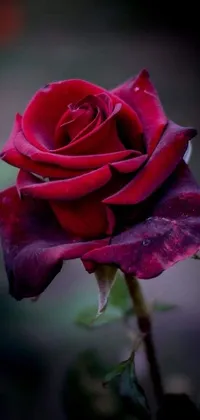 This live phone wallpaper features a close-up shot of a beautiful red rose on a stem