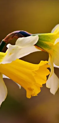 Embrace the beauty of nature with this phone live wallpaper featuring two stunning yellow and white daffodil flowers