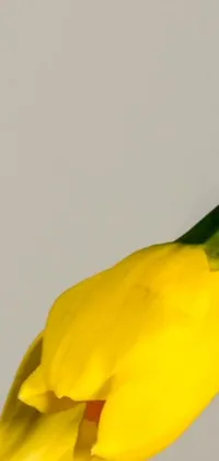 This stunning live phone wallpaper features a striking yellow bird perched delicately on a yellow flower
