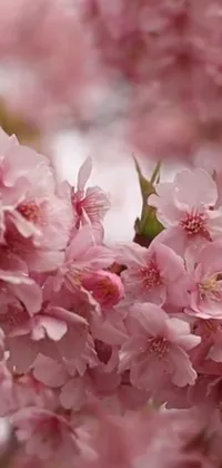 Enhance your phone's background with a stunning wallpaper showcasing close-up pink flowers on a tree