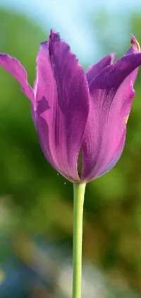 This phone live wallpaper boasts an up-close shot of a beautifully deep purple tulip with long petals
