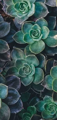 This live wallpaper features a stunning close-up image of lush green plants, designed by Carey Morris and currently trending on Unsplash