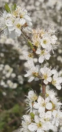 This phone live wallpaper showcases a magnificent close-up of a blossoming flower on a tree