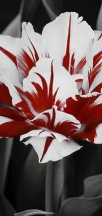This live phone wallpaper showcases a captivating red and white tulip flower