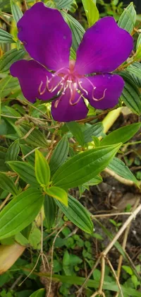 This phone live wallpaper showcases a beautiful purple flower positioned on top of a verdant green plant