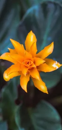 This live wallpaper showcases a stunning bright yellow flower contrasted against green leaves