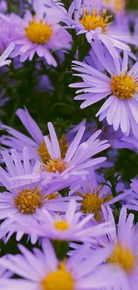 This dynamic live wallpaper showcases a vibrant bunch of purple flowers with eye-catching yellow centers