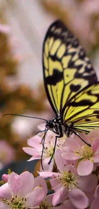 This phone live wallpaper features a stunning close-up shot of a butterfly perched on a flower
