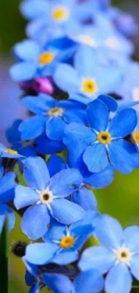 This mesmerizing live wallpaper showcases a stunning close-up of blue flowers that gently sway against a captivating blue-eyed backdrop