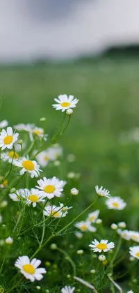 This stunning live phone wallpaper features a beautiful and peaceful field adorned with white and yellow flowers