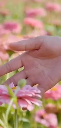 This phone live wallpaper showcases a stunning close-up of a hand amidst a vibrant field of pink chrysanthemum flowers