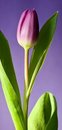 This phone live wallpaper showcases a breathtaking close up of a tulip flower in a vase, with lush green and purple hues accentuated by studio lighting