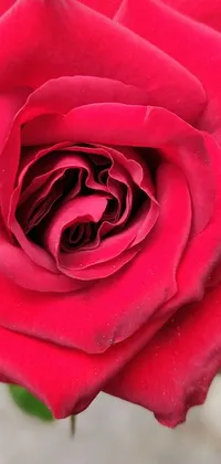 This phone live wallpaper features a vibrant red rose with green leaves captured in a high angle close up shot