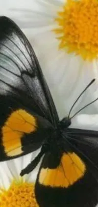This phone live wallpaper features a stunning macro photograph of a butterfly perched on a red and yellow cosmos flower