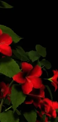 This live wallpaper features a stunning arrangement of red flowers resembling hibiscus with green leaves against a dark and smoky background
