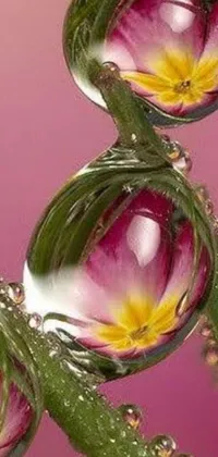 Bring nature to your phone with this stunning live wallpaper featuring photorealistic plant detail and sparkling crystals
