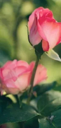This live wallpaper features two lovely pink roses set against a backdrop of plants and flowers, creating a tranquil and romantic environment for your phone