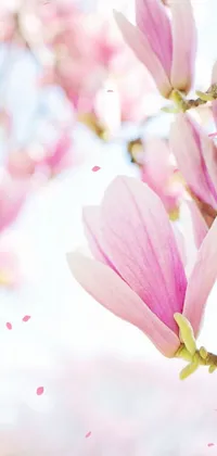 Flower Plant Petal Live Wallpaper