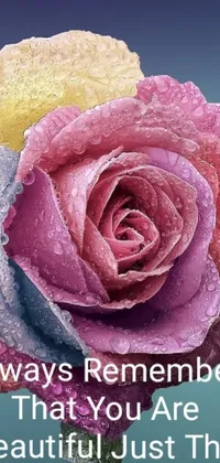 This phone live wallpaper showcases a stunning pink rose against a subtle backdrop