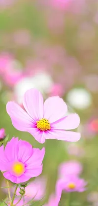 flower  Live Wallpaper