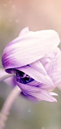 This phone live wallpaper showcases a stunning close-up of a purple anemone flower on a stem