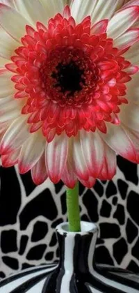 This live wallpaper depicts a striking red and white flower in a black and white vase, accompanied by a close-up view of a head with a giant daisy design