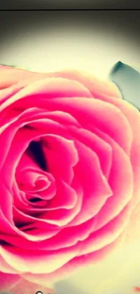 This live wallpaper features a gorgeous single pink rose resting on a table