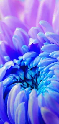 Make your phone look stunning with this captivating live wallpaper! The image showcases an up-close shot of a gorgeously colored purple and blue flower