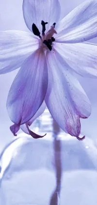 The purple draped flower phone live wallpaper showcases a beautiful, blooming flower in a transparent glass vase