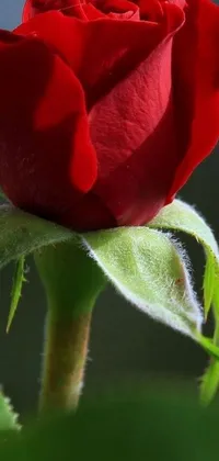 This stunning phone live wallpaper features a vibrant red rose on a beautiful stem, gently swaying in the breeze