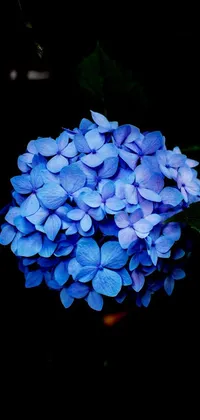 This phone live wallpaper showcases a breathtaking close-up of blue flowers