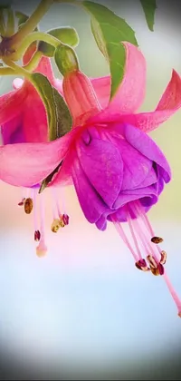 The Fuchsia Flower Live Wallpaper is a colorful and vibrant phone display option