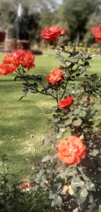 Indulge in the charm of this captivating live wallpaper featuring a bunch of striking red roses resting on a luscious green field