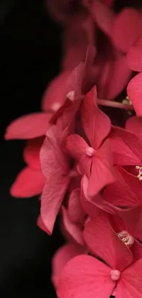 This phone live wallpaper showcases a stunningly realistic close-up of red hydrangea flowers and bougainvillea