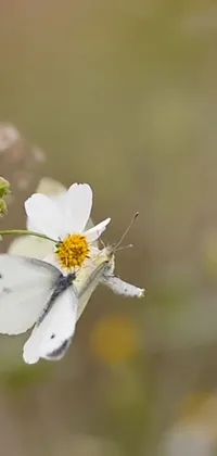 The phone live wallpaper showcases a tranquil setting featuring a white butterfly resting on a lovely white flower