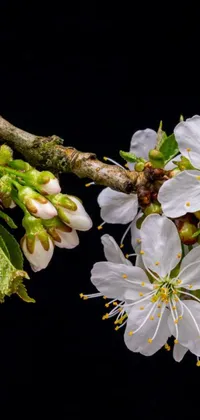 This live wallpaper features a stunning macro photograph of a branch with white flowers against a black background