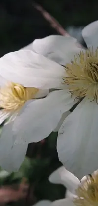This live wallpaper features a stunning white flower with a yellow center, complemented by a clematis theme logo