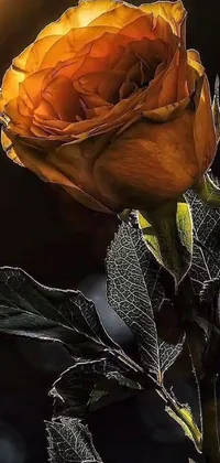 Adorn your phone's screen with a mesmerizing wallpaper featuring a hyperrealistic, close-up view of a yellow rose captured by Anna Füssli