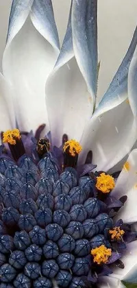 Enhance your phone's background with this exquisite live wallpaper featuring a magnificent blue and white flower painted with attention to detail