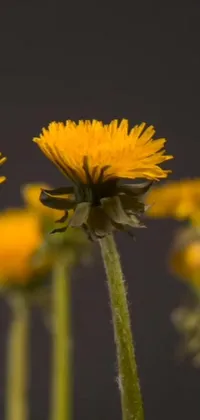 This serene phone live wallpaper features a macro photograph of a yellow flower bouquet