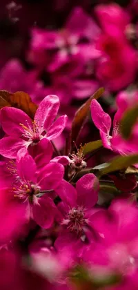 This live phone wallpaper features a vibrant close-up photograph of pink flowers on a tree