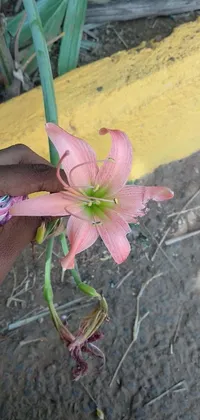This phone live wallpaper captures a beautiful close-up view of lily flowers being held in someone's hands against the backdrop of an Instagram post or picture